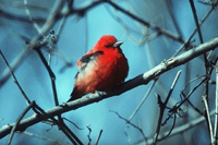 Scarlet tanager