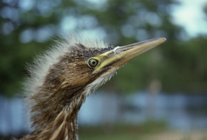 American bittern