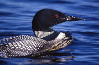 Common loon