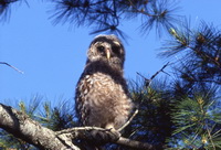 Barred owl