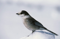 Gray jay