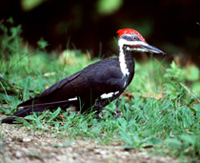 Pileated woodpecker