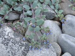 Sea-lungwort