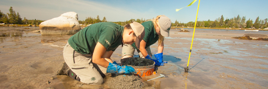 Parks Canada researchers examining clams on sandy beach, Kejimkujik Seaside