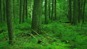 Mossy hemlock stand