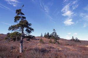 Single trees growing in low bog