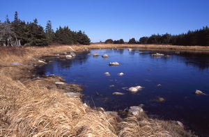 Seaside pond