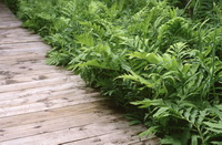Sensitive fern