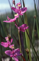 Calopogon