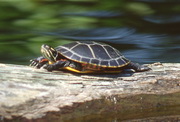Eastern Painted turtle