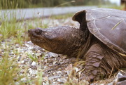 Snapping turtle