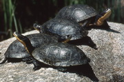 Blanding's turtle