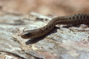 Maritime garter snake 
