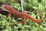 Eastern redback salamander