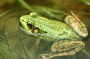Northern green frog