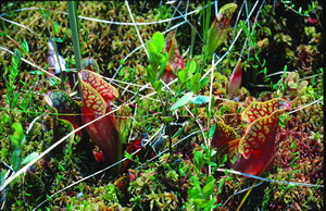 Pitcher-plant