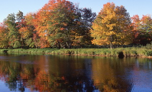 Floodplain at Rogers Brook 