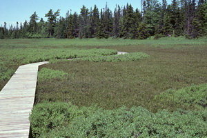 Boardwalk crossing bog