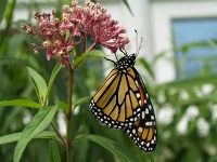 Monarch Butterfly