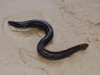 American Eel