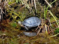 Tortue mouchetée adulte