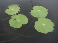 L'hydrocotyle à ombelle flottant à la surface du lac comme un nénuphar