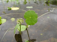 L'hydrocotyle à ombelle avec fleur