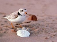 Piping Plover