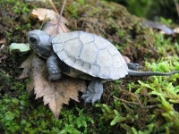 Jeune tortue mouchetée