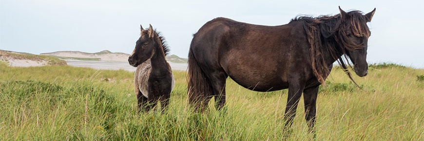 Sable Island National Park Reserve. 