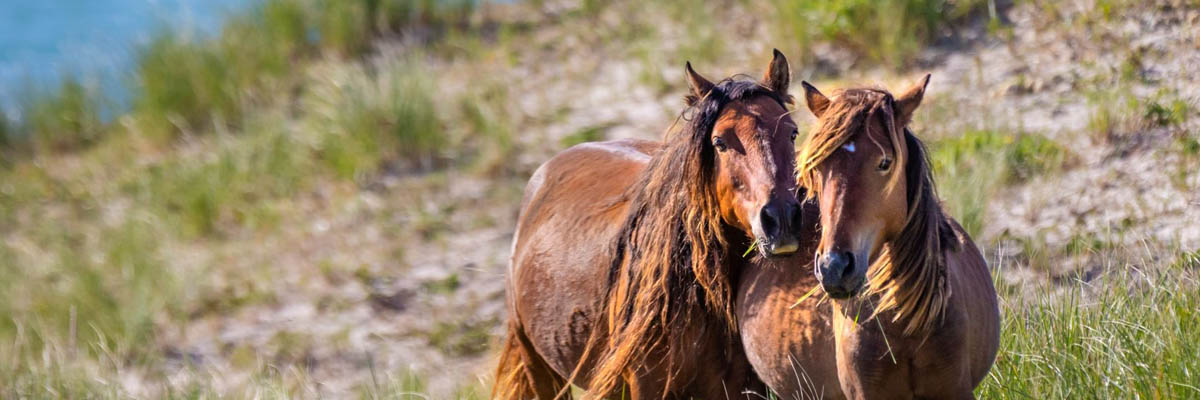 Two wild horses huddled together.