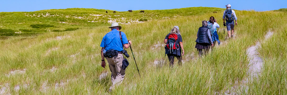 A guide and four visitors follow a horse trail through grass.