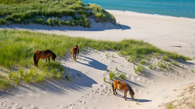 Des chevaux paissent dans la Réserve de parc national de l'Île-de-Sable.