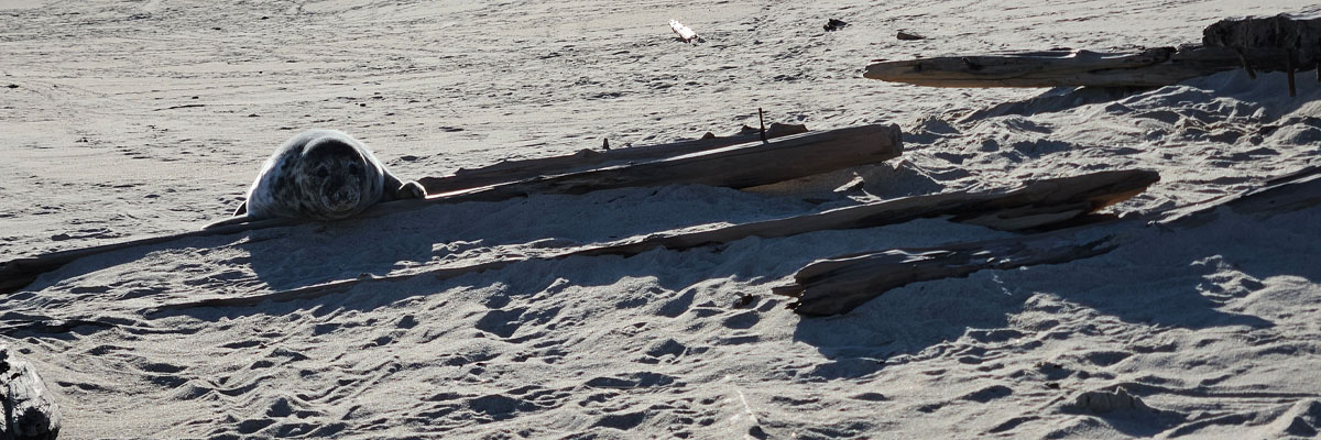 A seal on top of an exposed section of a shipwreck in the sand.