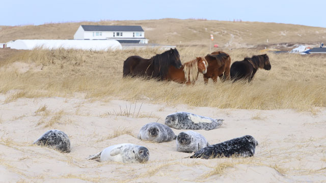 Chevaux et phoques gris.