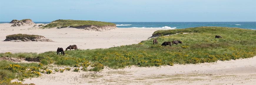 Sable Island National Park Reserve