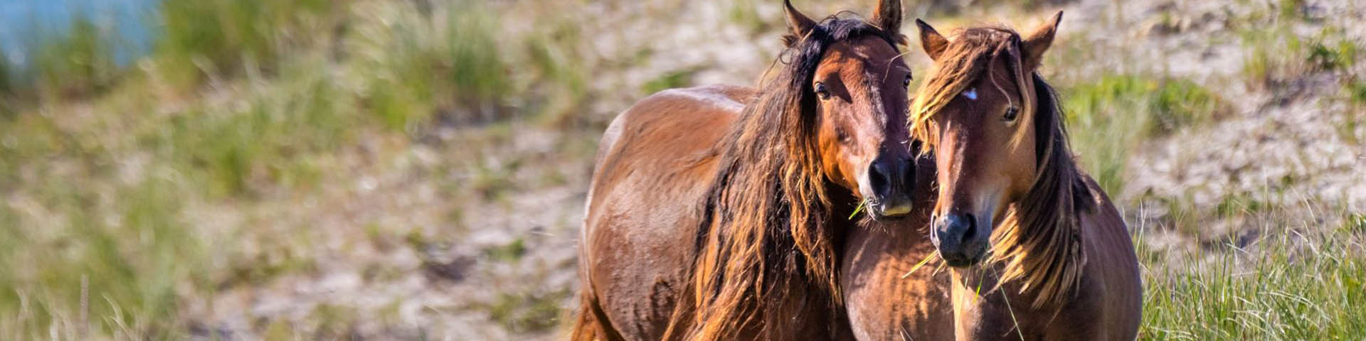 Two wild horses huddled together.