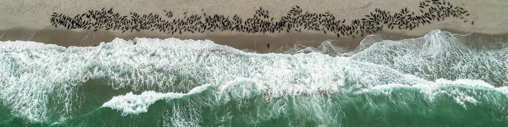  An aerial photo showing hundreds of seals gathered on the sandy beach as waves crash on the shore.