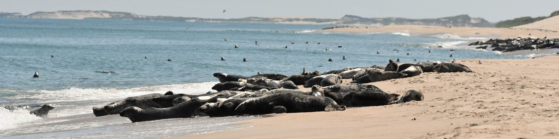  Les phoques sur la plage.