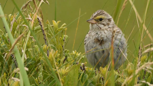 A small brown and white bird with a yellow stripe over the eye.