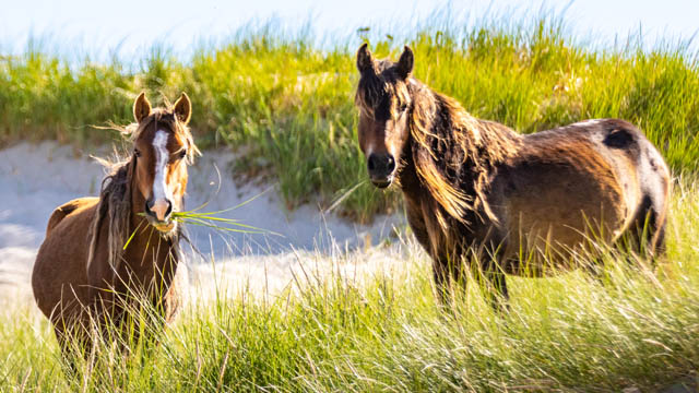 Two wild horses eating grass.