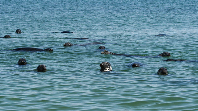 A group of grey seals floating with heads above the water in the ocean.