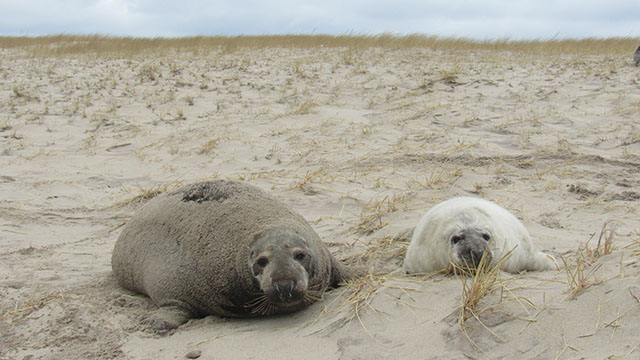 A mother seal and a pup with white fur.