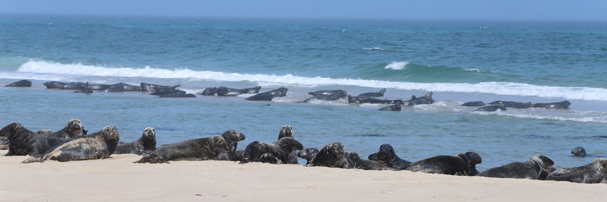 Two groups of seals at the coastline and on a sandbar in the ocean.