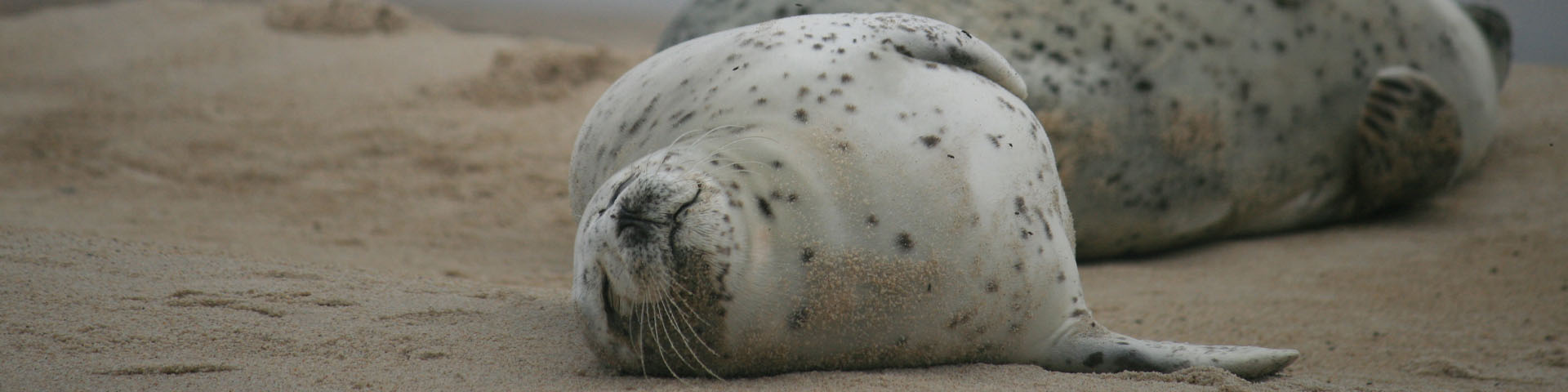 A white seal with grey spots laying on the sand on its back.