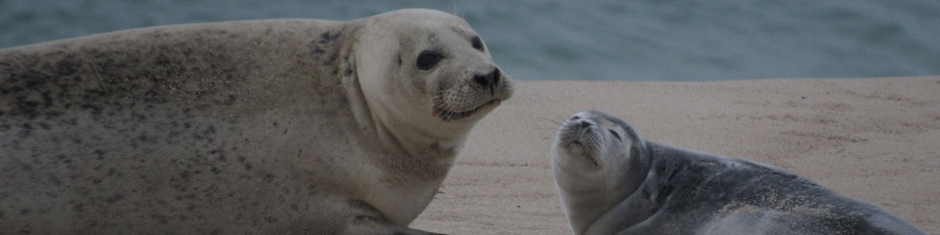 A large white seals with spots and a small great and white seal pup.