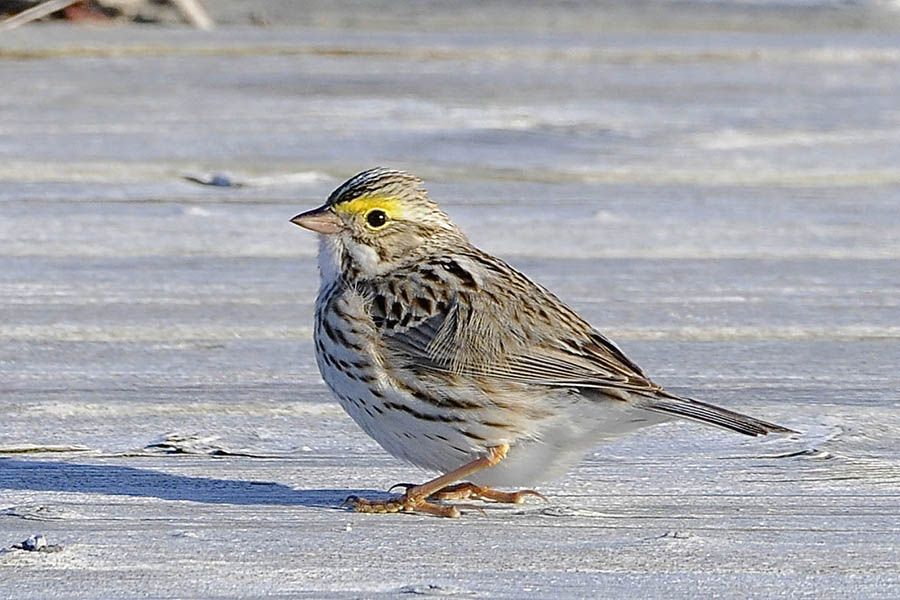 A small brown and white bird with a yellow stripe over the eye stands on white sand.