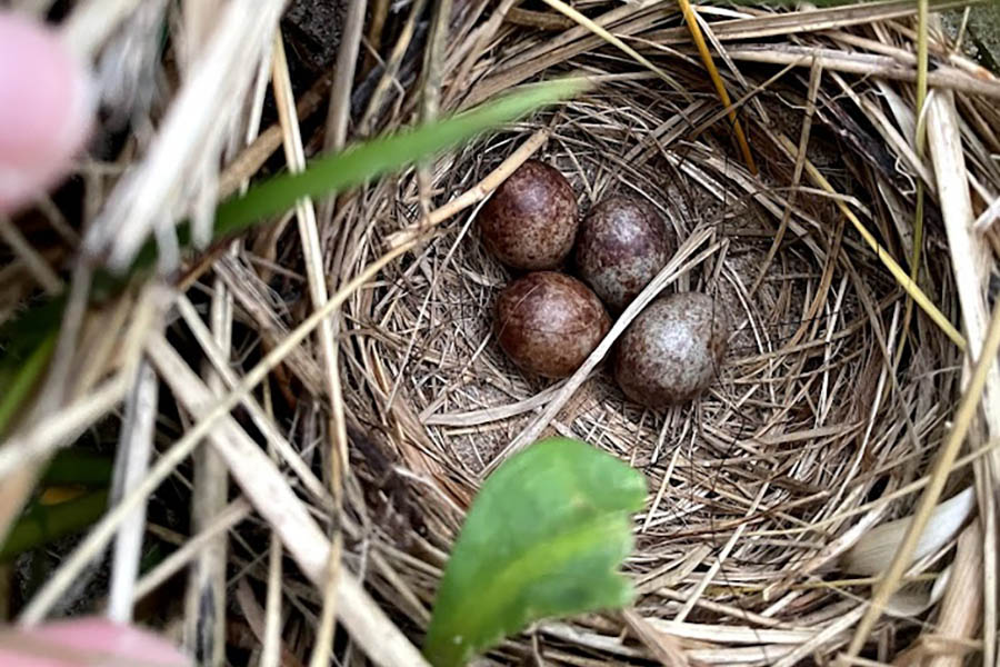 A nest formed out of dried marram grass