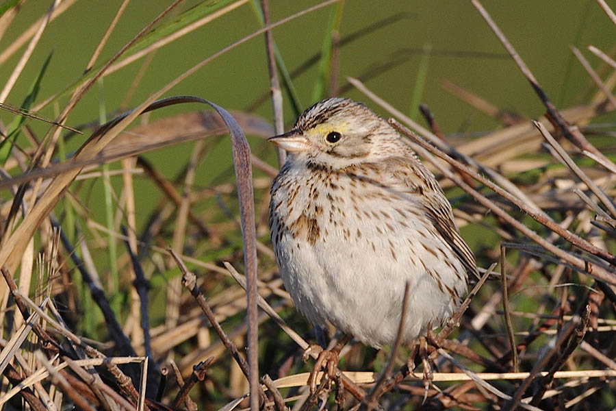 A small brown and white bird with a yellow stripe over the eye standing on dried vegetation.