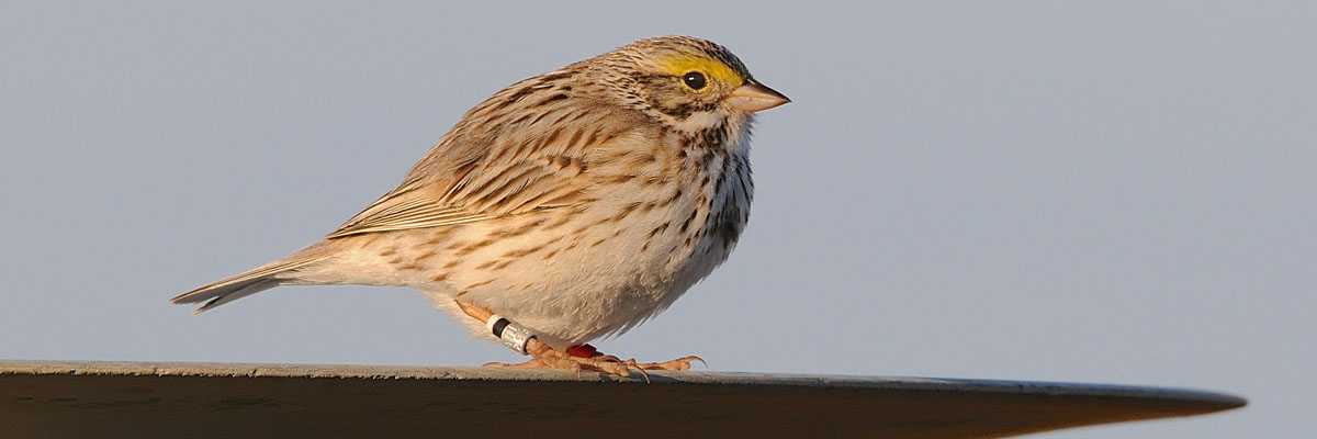 A small brown and white bird with a grey stripe over the eye, wearing yellow, black, and silver leg bands.